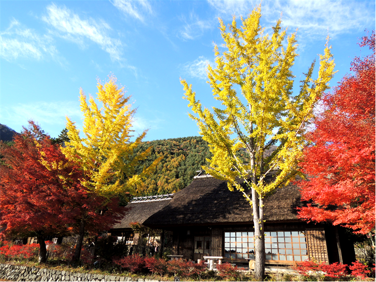 fuji