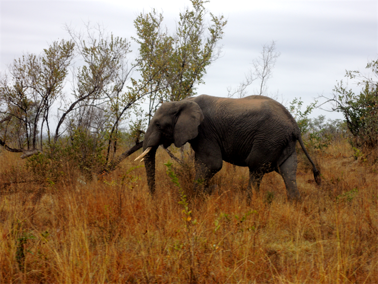 kruger